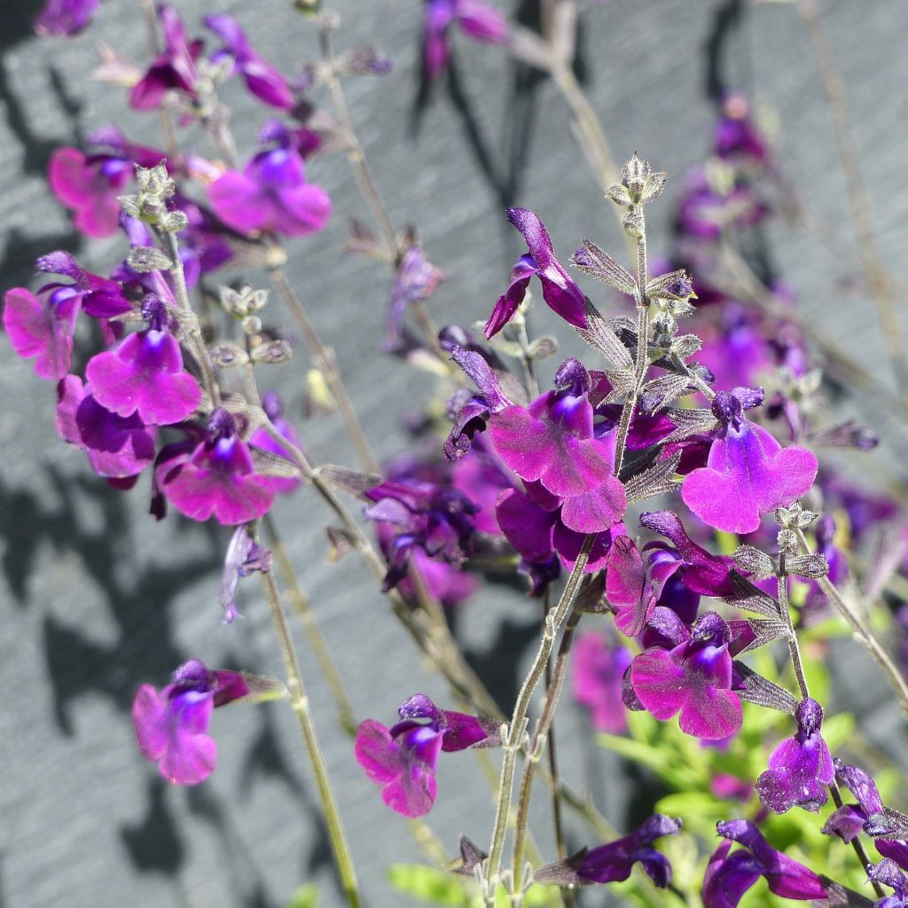 Salvia microphylla Nachtvlinder