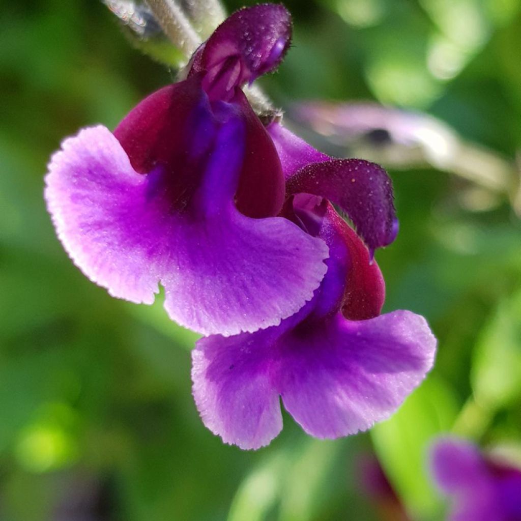 Salvia microphylla Oriental Dove®