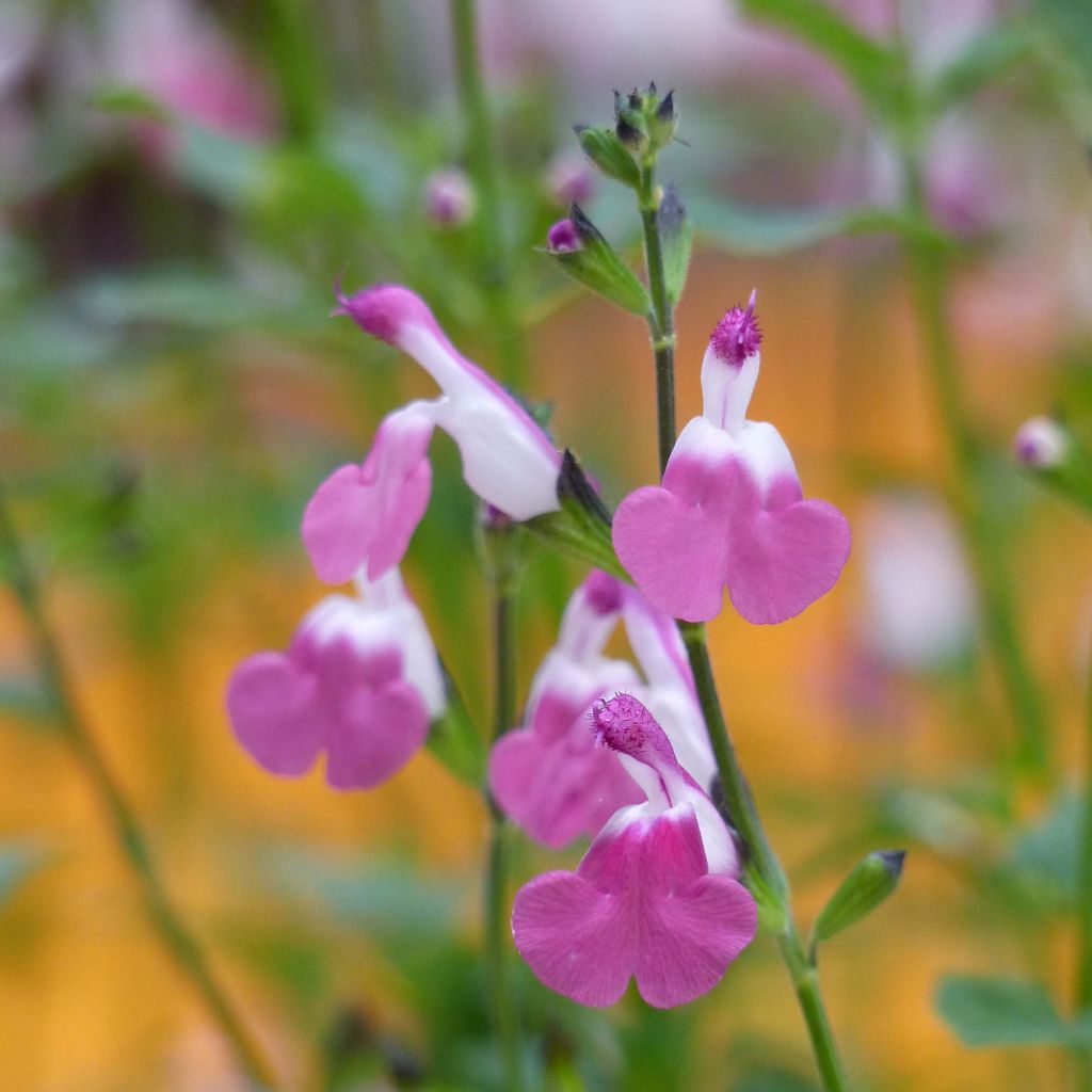 Salvia microphylla Pink Lips