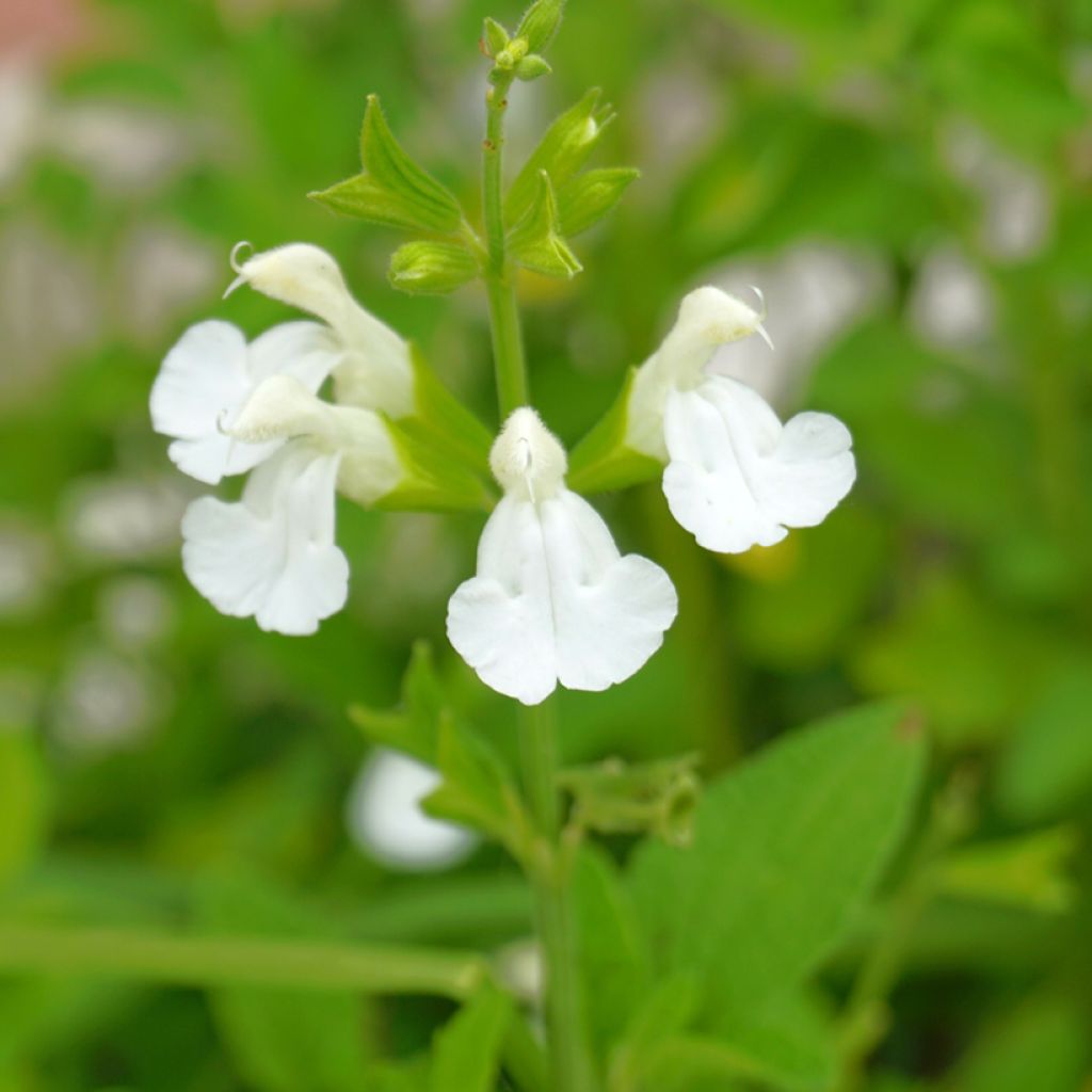 Salvia greggii Alba - Strauchiger Salbei