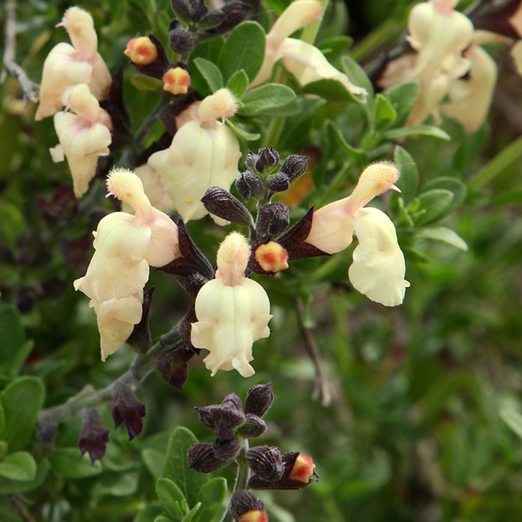 Salvia greggii Mirage Cream - Strauchiger Salbei