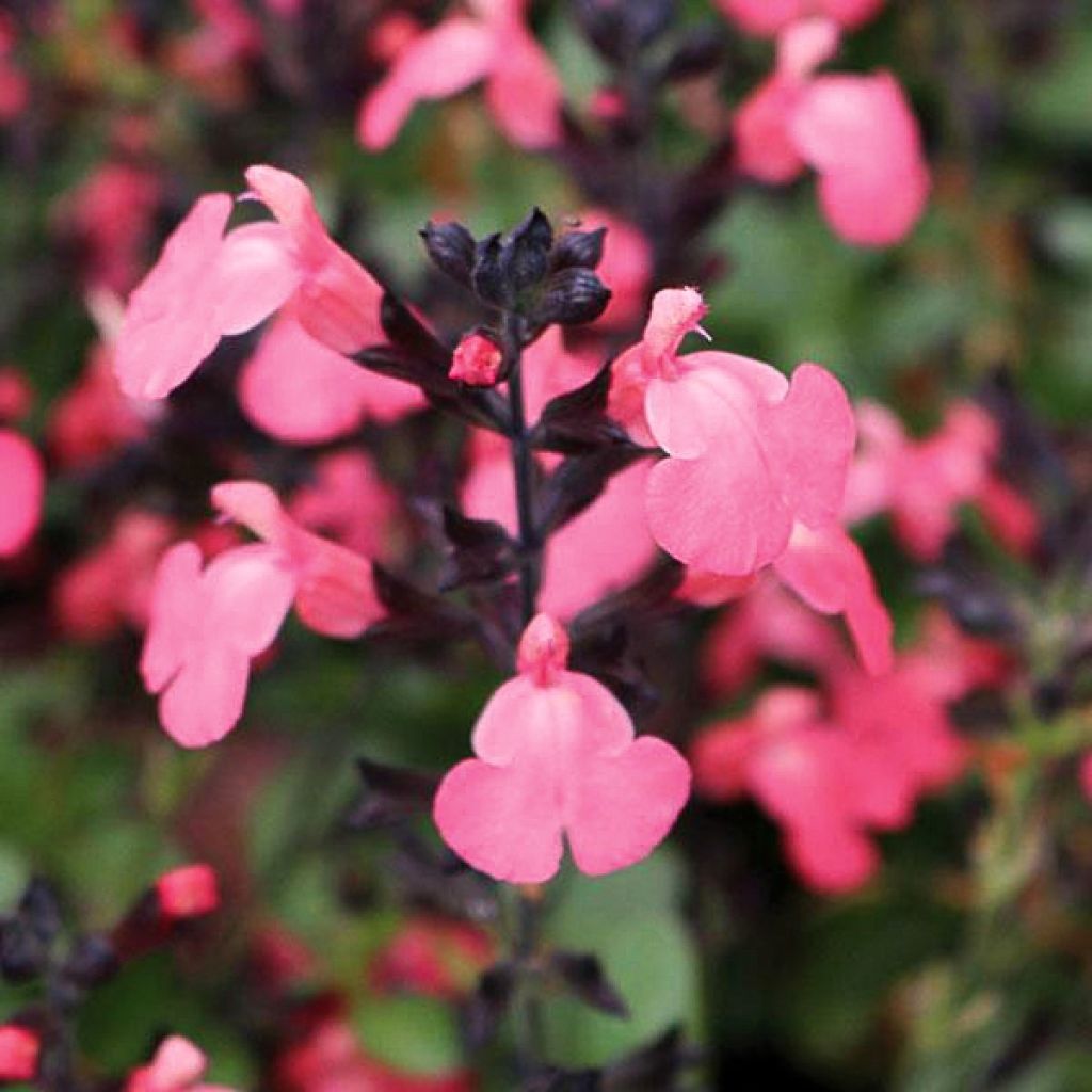 Salvia greggii Mirage Salmon - Strauchiger Salbei