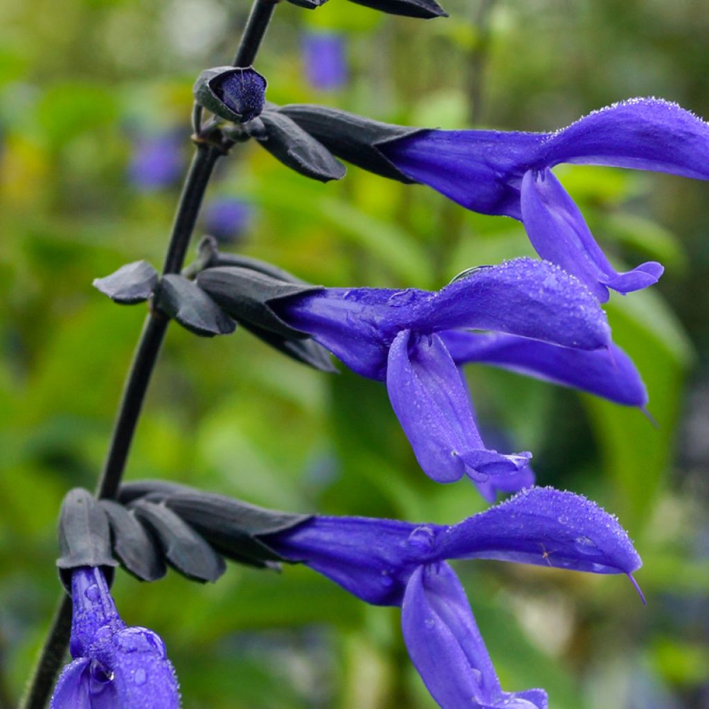 Salvia guaranitica Black and Blue - Guarani-Salbei