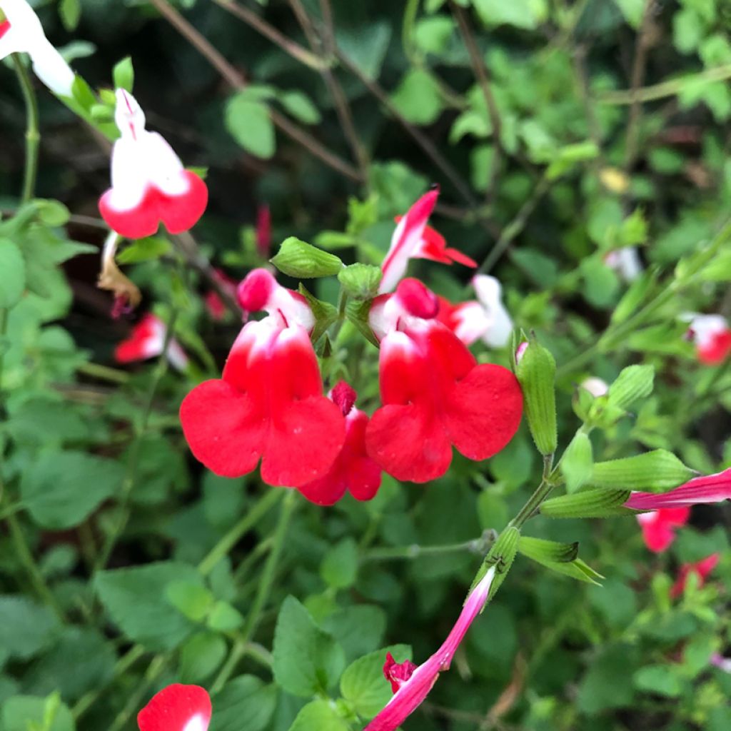 Salvia microphylla grahamii Hot Lips