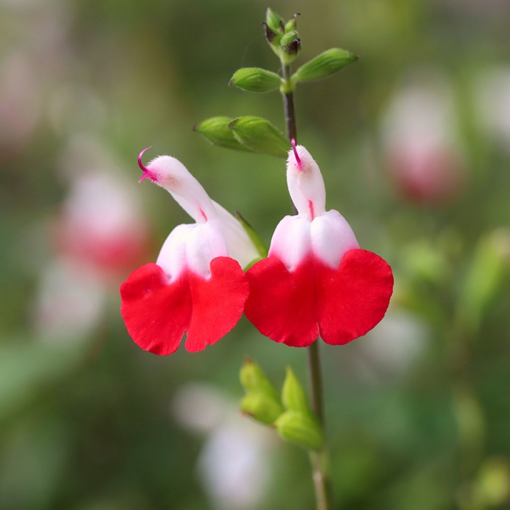 Salvia microphylla grahamii Hot Lips