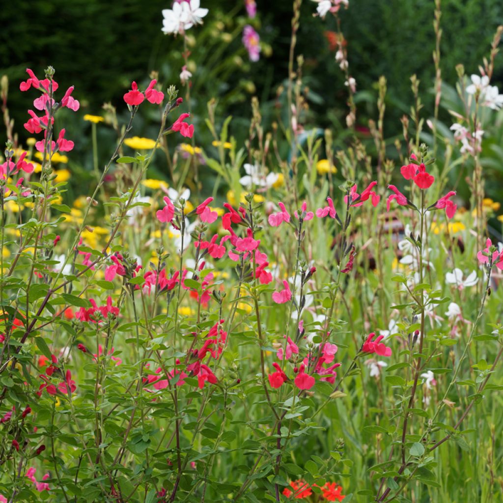 Salvia microphylla grahamii