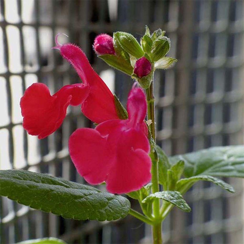 Salvia microphylla grahamii