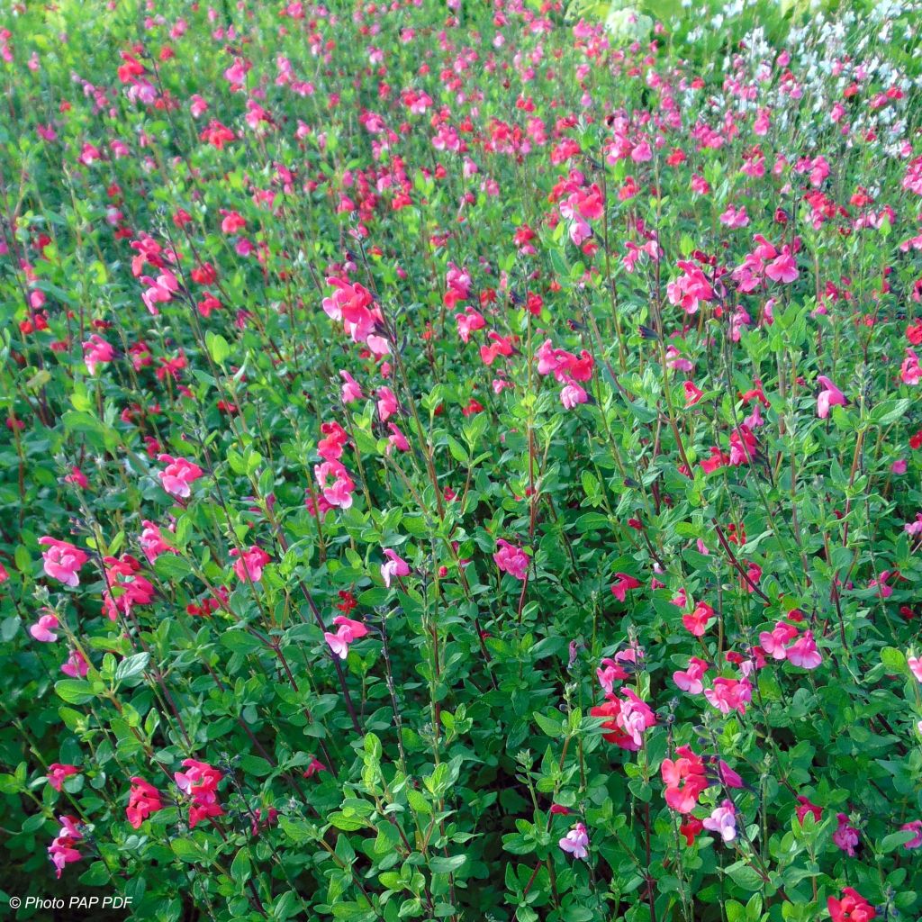 Salvia microphylla grahamii