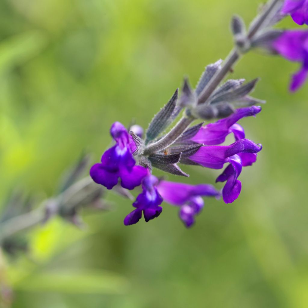 Salvia coahuilensis - Salbei