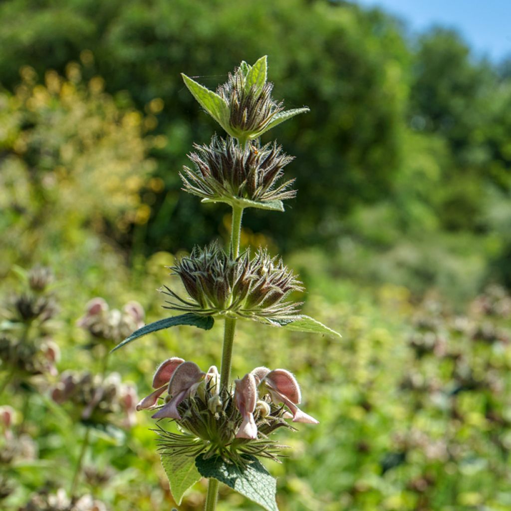 Phlomis samia - Samos-Brandkraut