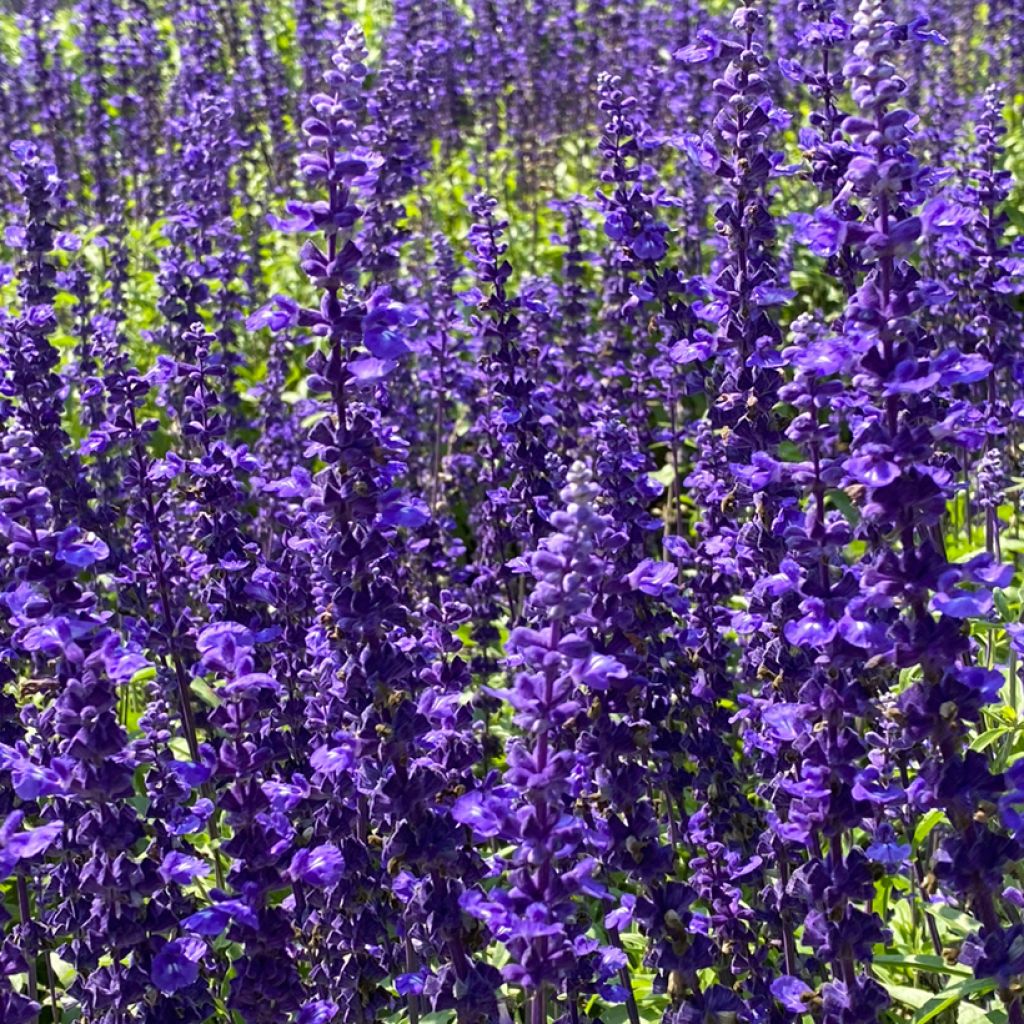 Salvia nemorosa Viola Klose - Steppen-Salbei