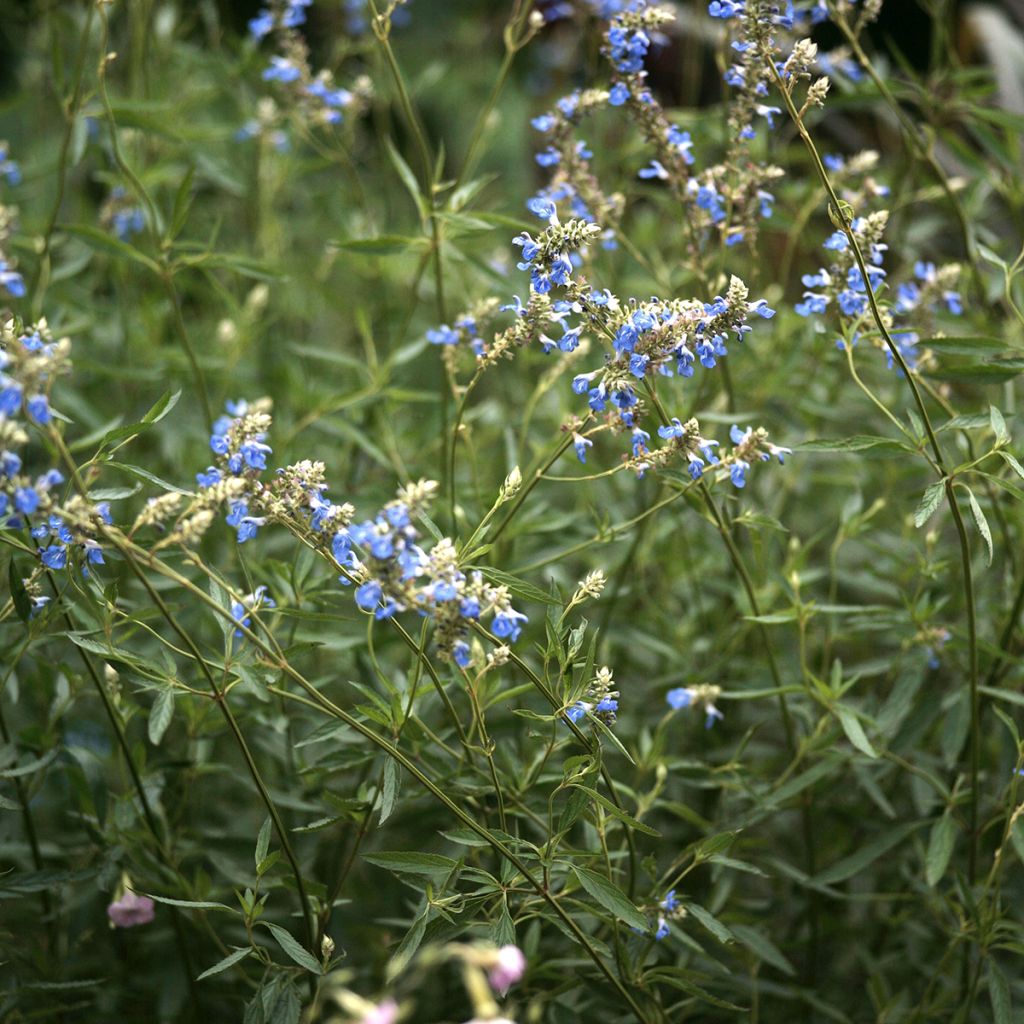 Salvia uliginosa - Sumpf-Salbei