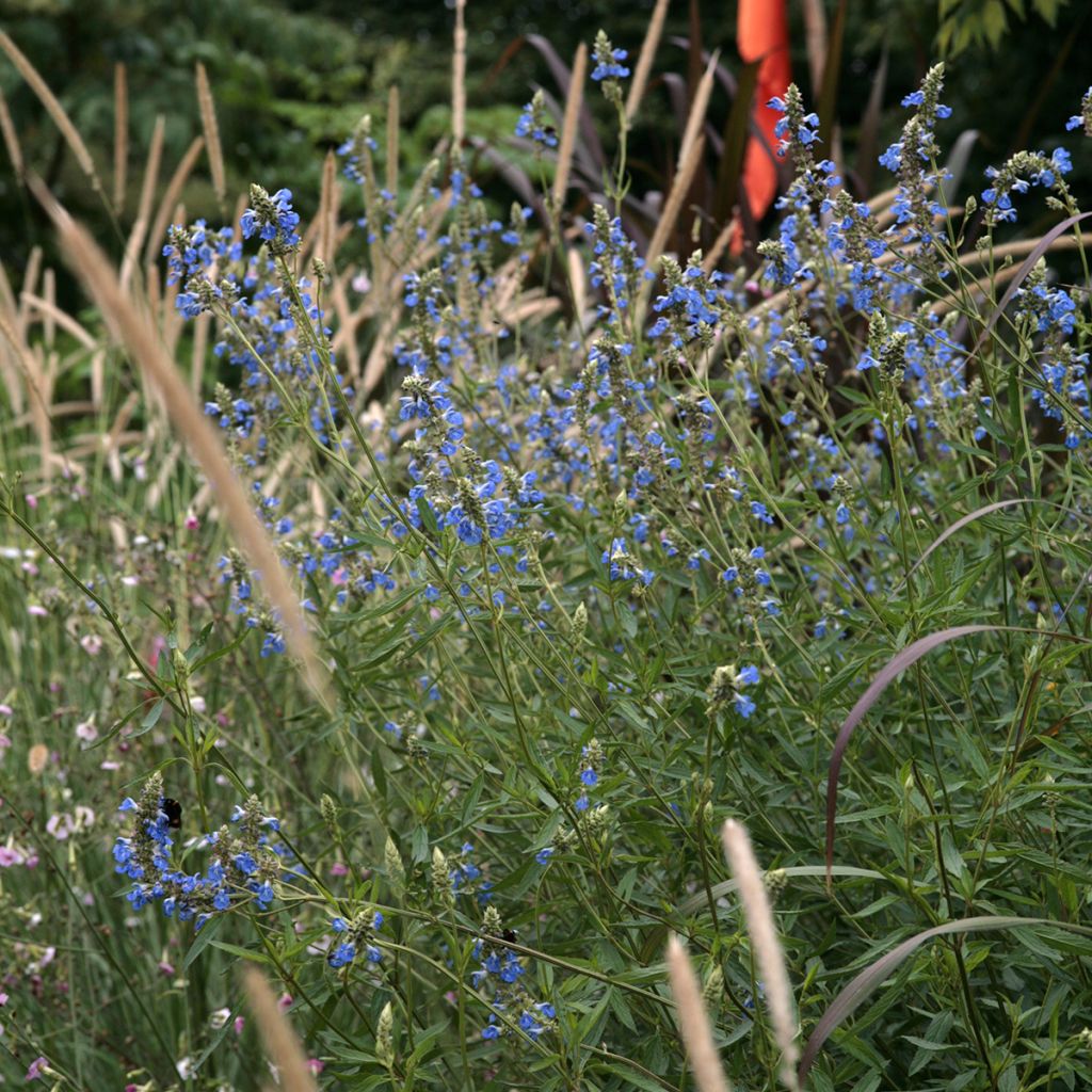 Salvia uliginosa - Sumpf-Salbei