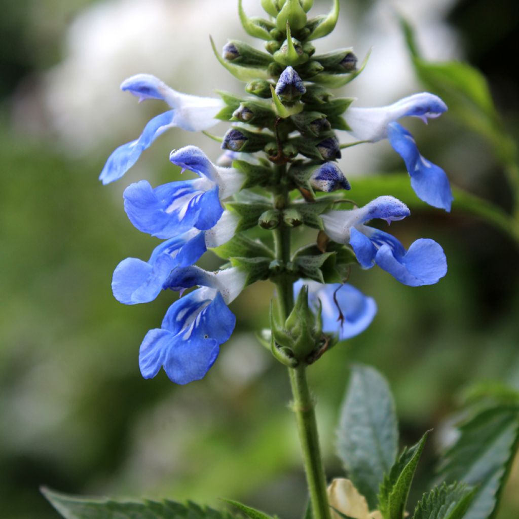 Salvia uliginosa - Sumpf-Salbei