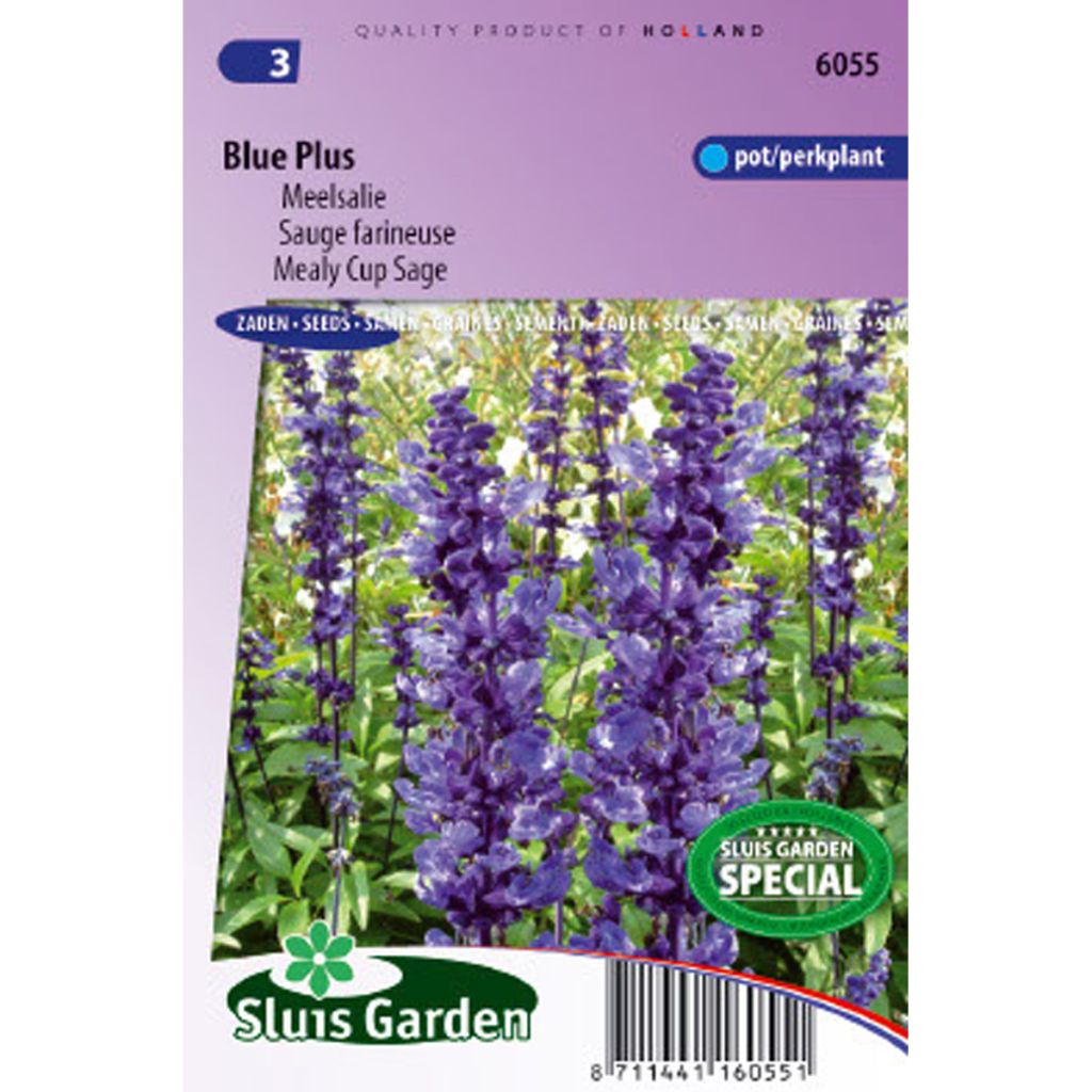 Mehliger Salbei Blue Plus (Samen) - Salvia