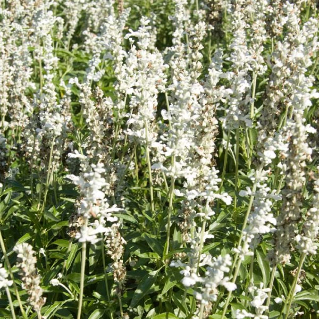 Mehliger Salbei Cirrus - Salvia