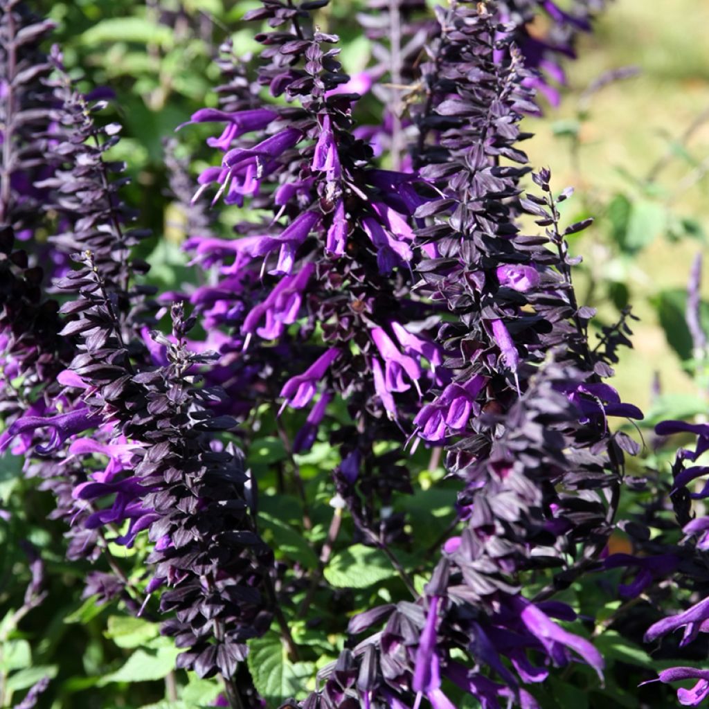 Salvia guaranitica Amistad violet - Guarani-Salbei