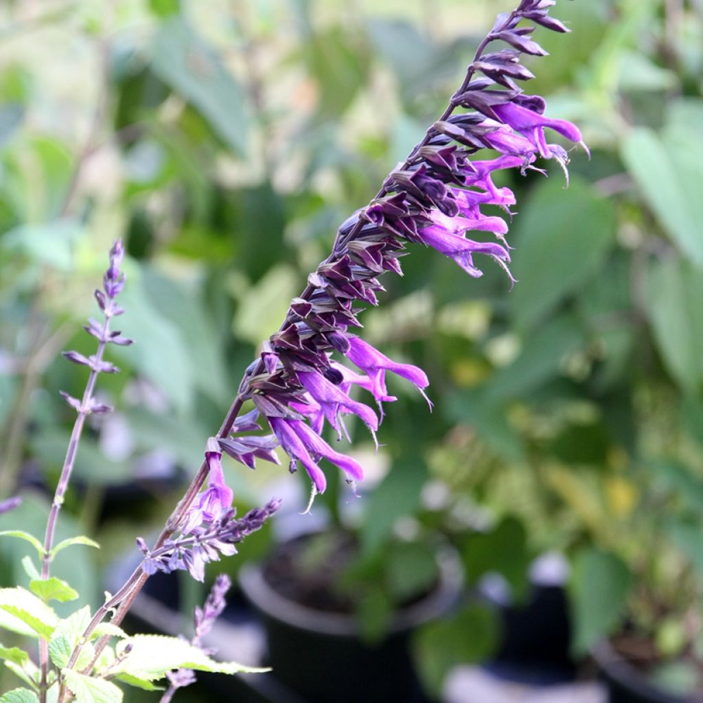 Salvia guaranitica Amistad violet - Guarani-Salbei