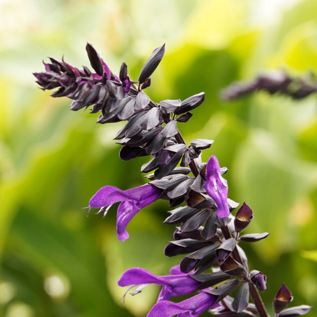 Salvia guaranitica Amistad violet - Guarani-Salbei