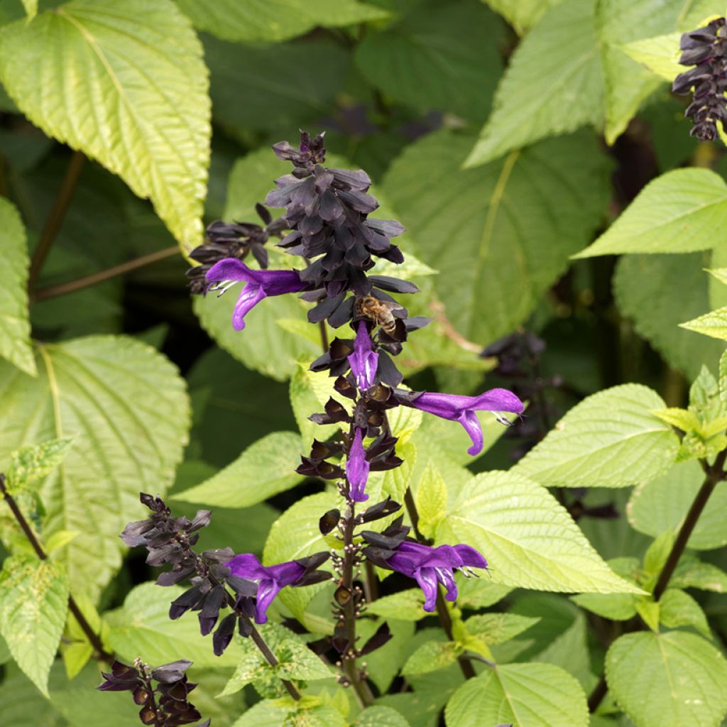 Salvia guaranitica Amistad violet - Guarani-Salbei