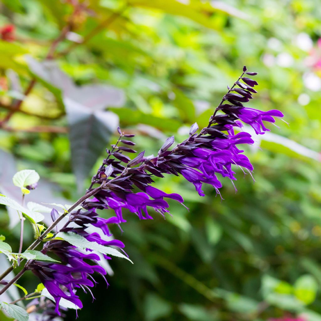 Salvia guaranitica Amistad violet - Guarani-Salbei