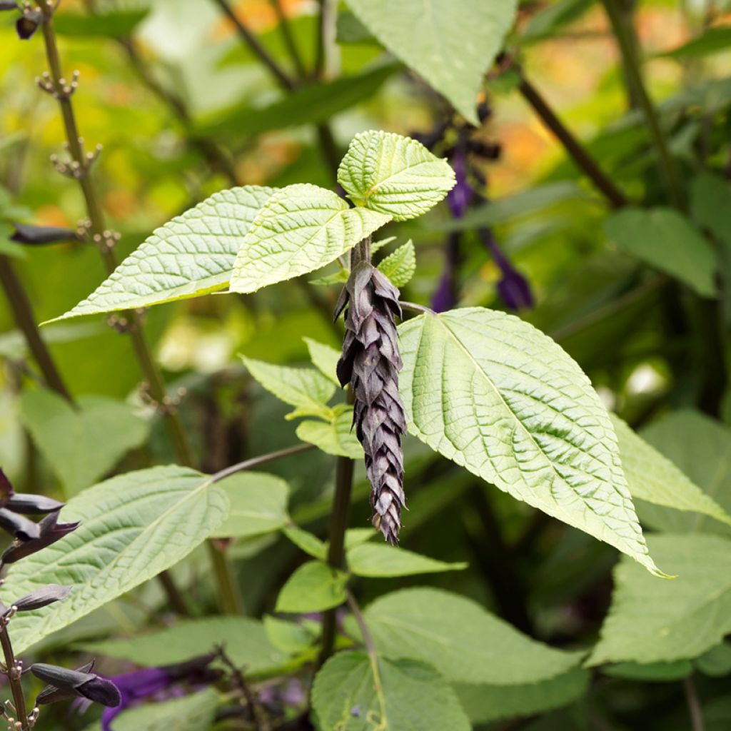 Salvia guaranitica Amistad violet - Guarani-Salbei