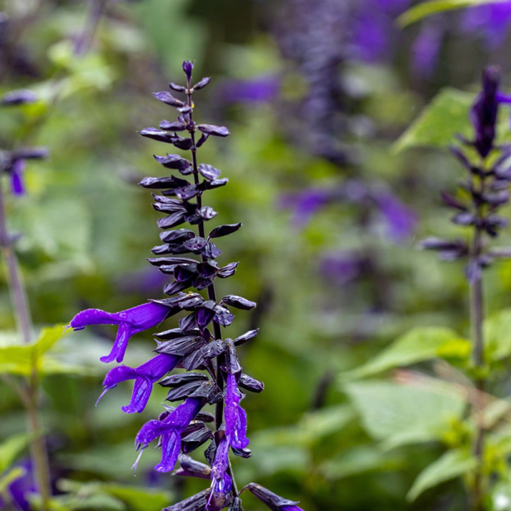 Salvia guaranitica Amistad violet - Guarani-Salbei