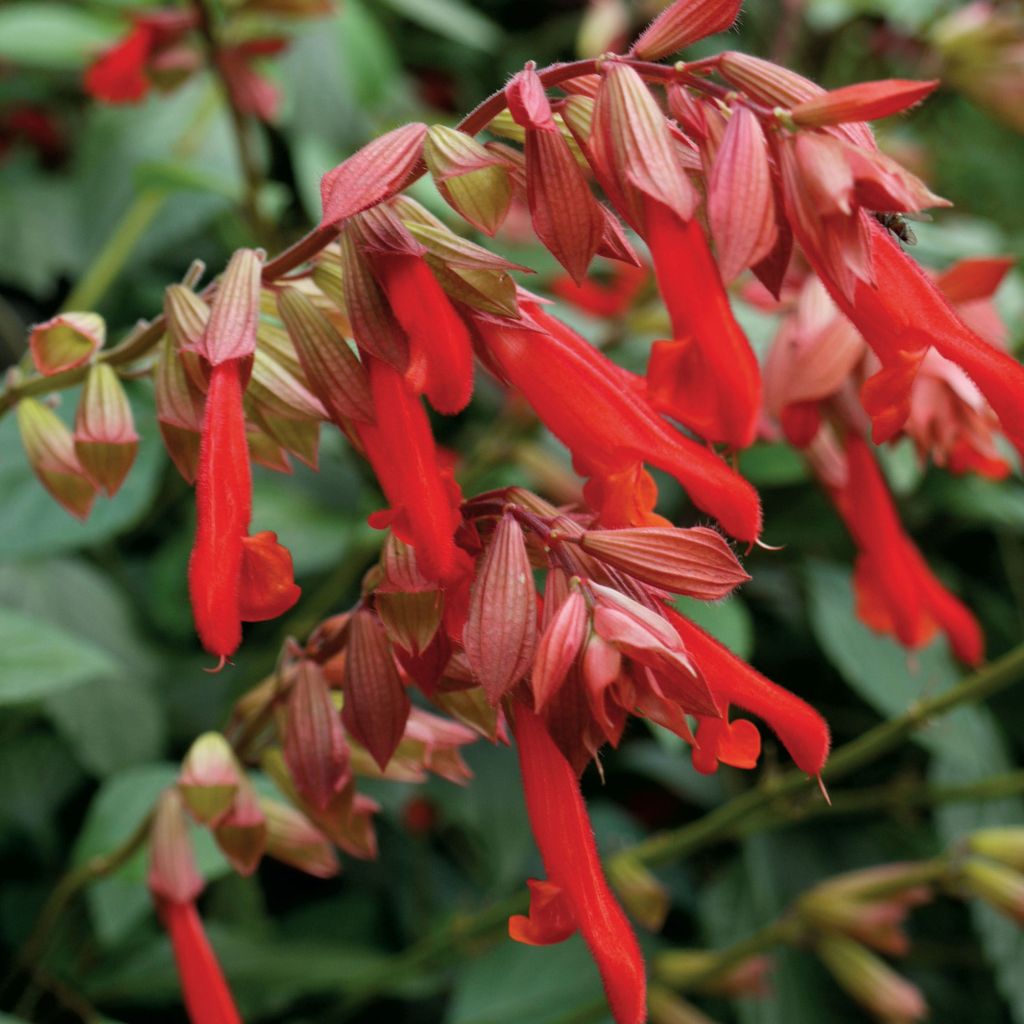 Salvia hybrida Ember's Wish - Salbei