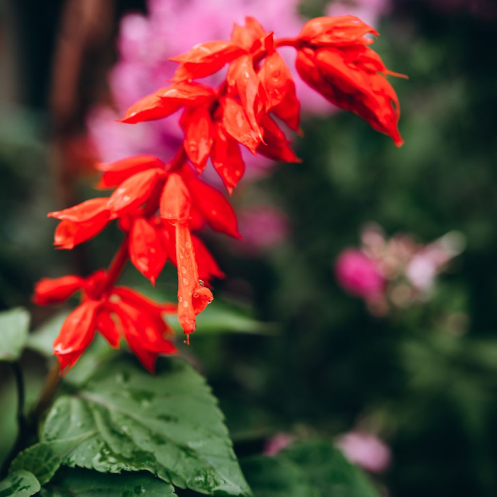 Salvia hybrida Ember's Wish - Salbei