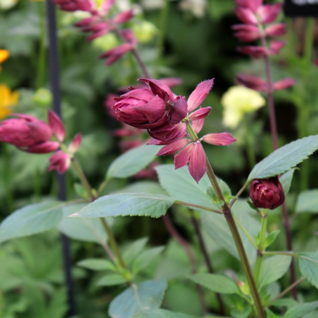 Salvia buchananii Love and Wishes - Salbei