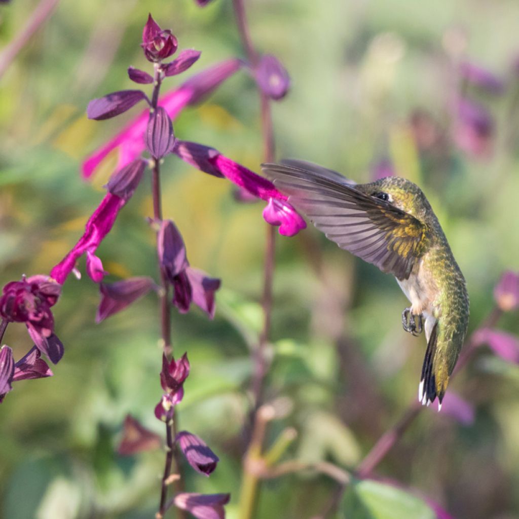 Salvia buchananii Love and Wishes - Salbei