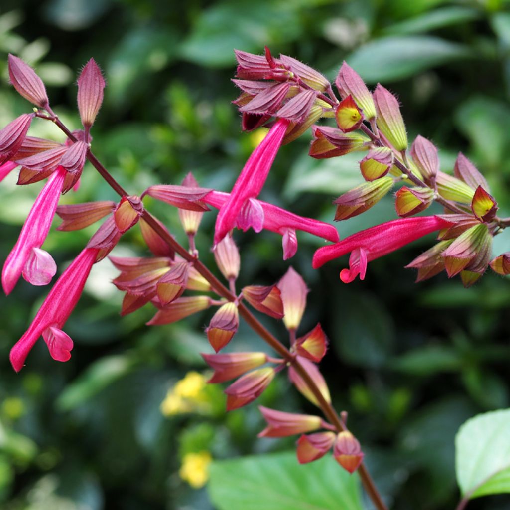 Salvia Wendy's Wish - Ziersalbei