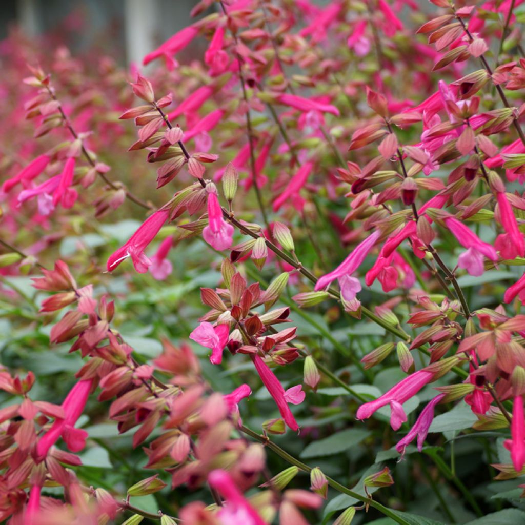 Salvia Wendy's Wish - Ziersalbei