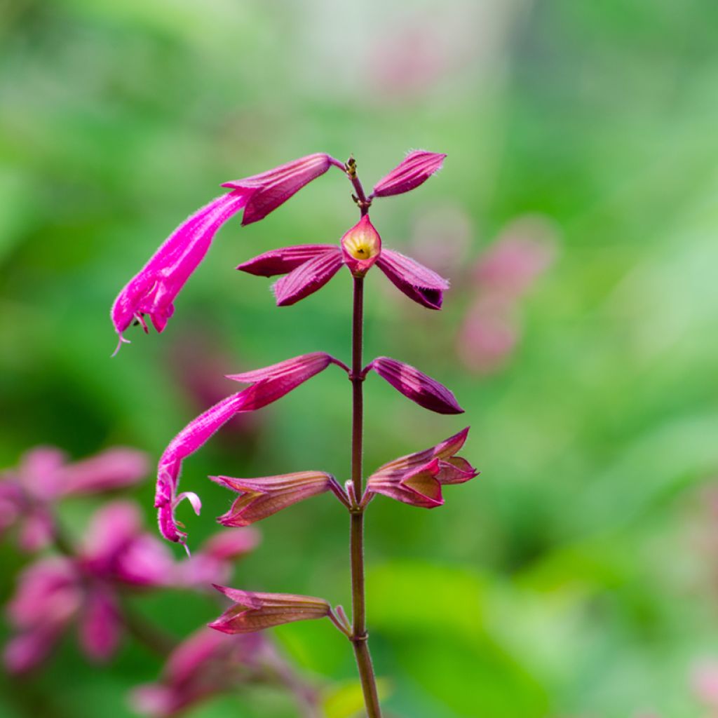 Salvia Wendy's Wish - Ziersalbei