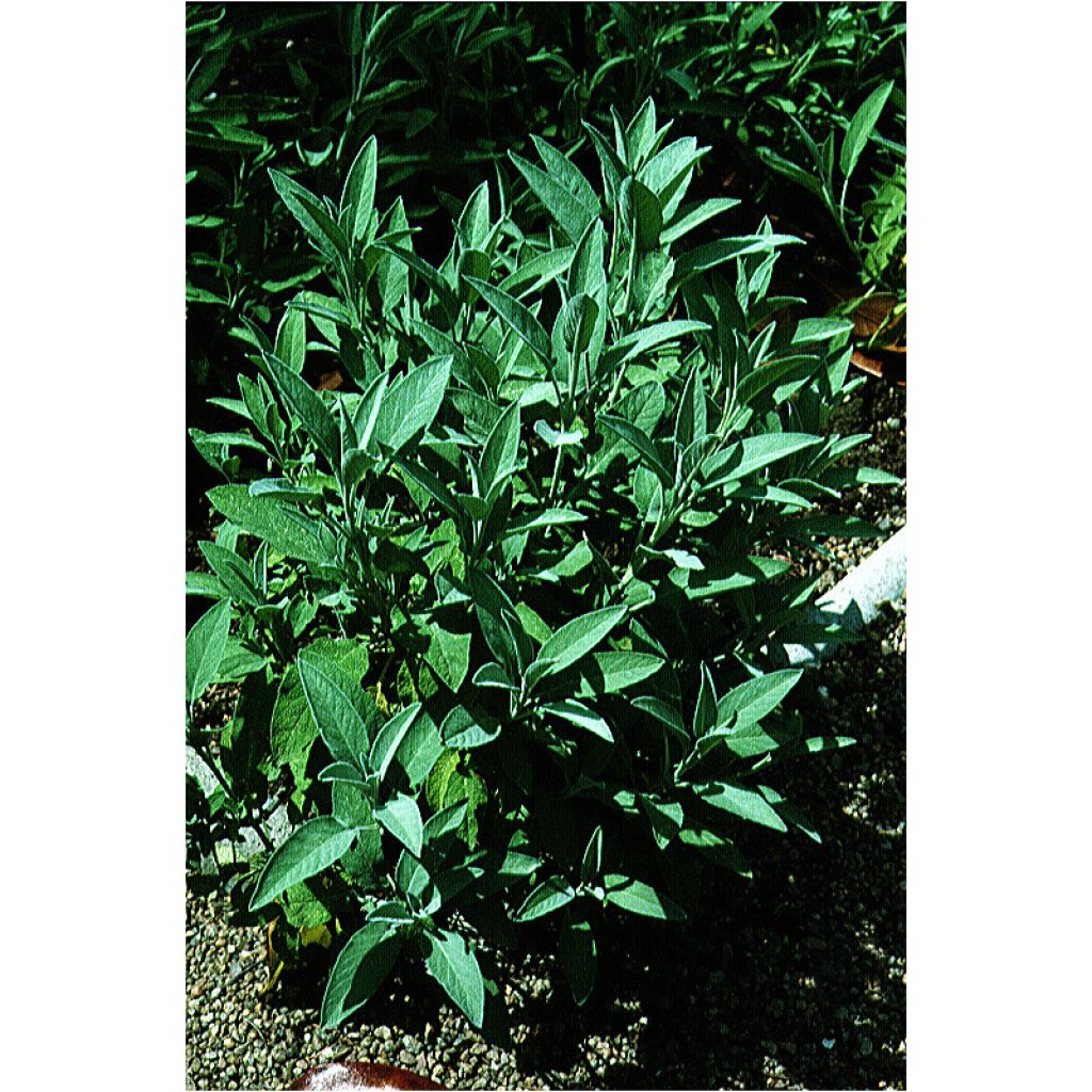 Echter Salbei - Salvia officinalis G