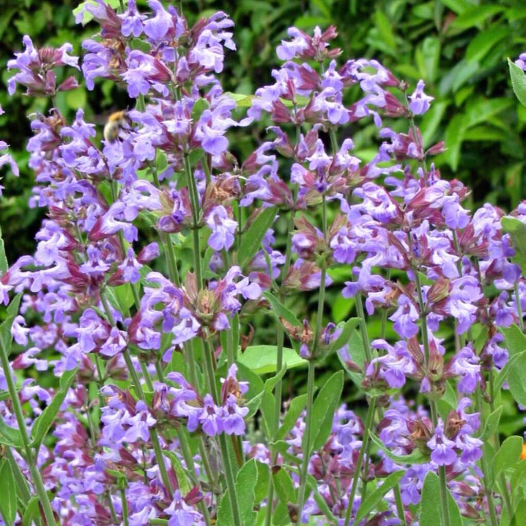 Echter Salbei - Salvia officinalis