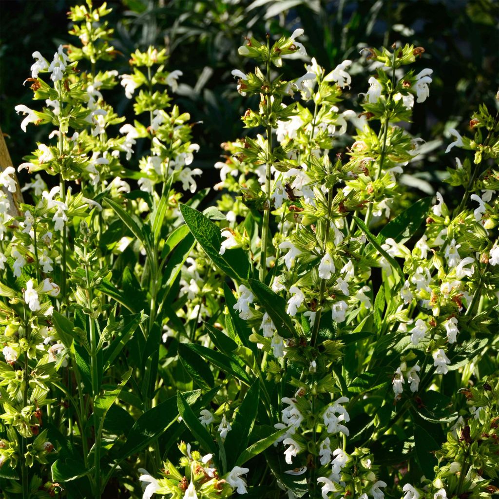 Echter Salbei Albiflora - Salvia officinalis