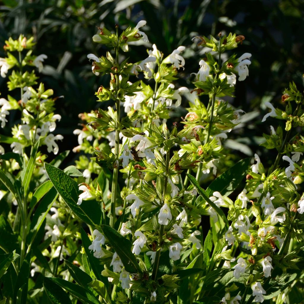 Echter Salbei Albiflora - Salvia officinalis