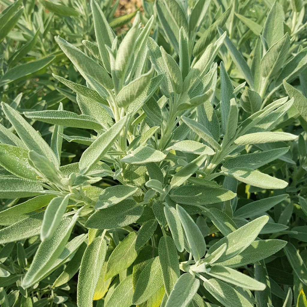 Echter Salbei Albiflora - Salvia officinalis