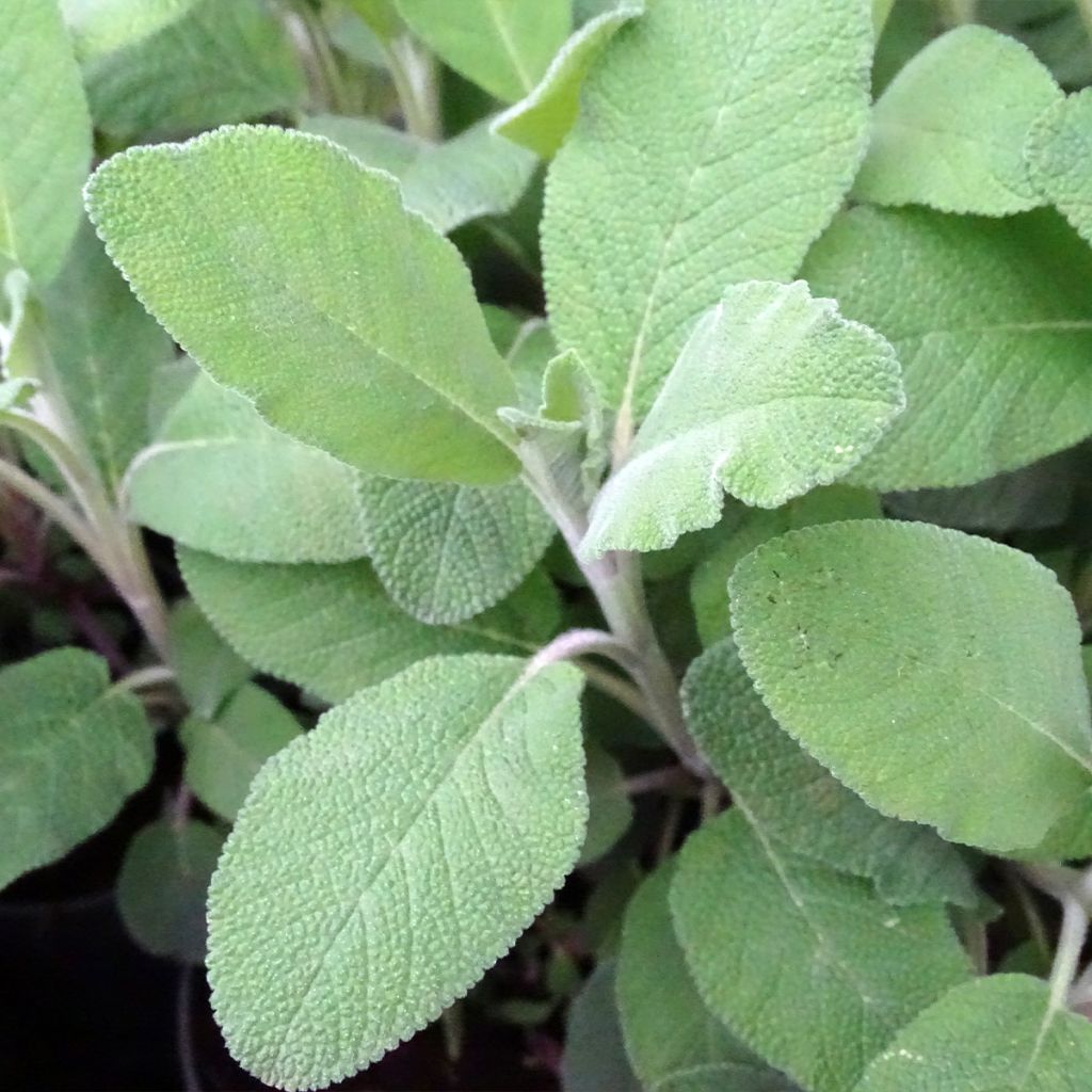 Echter Salbei Berggarten - Salvia officinalis