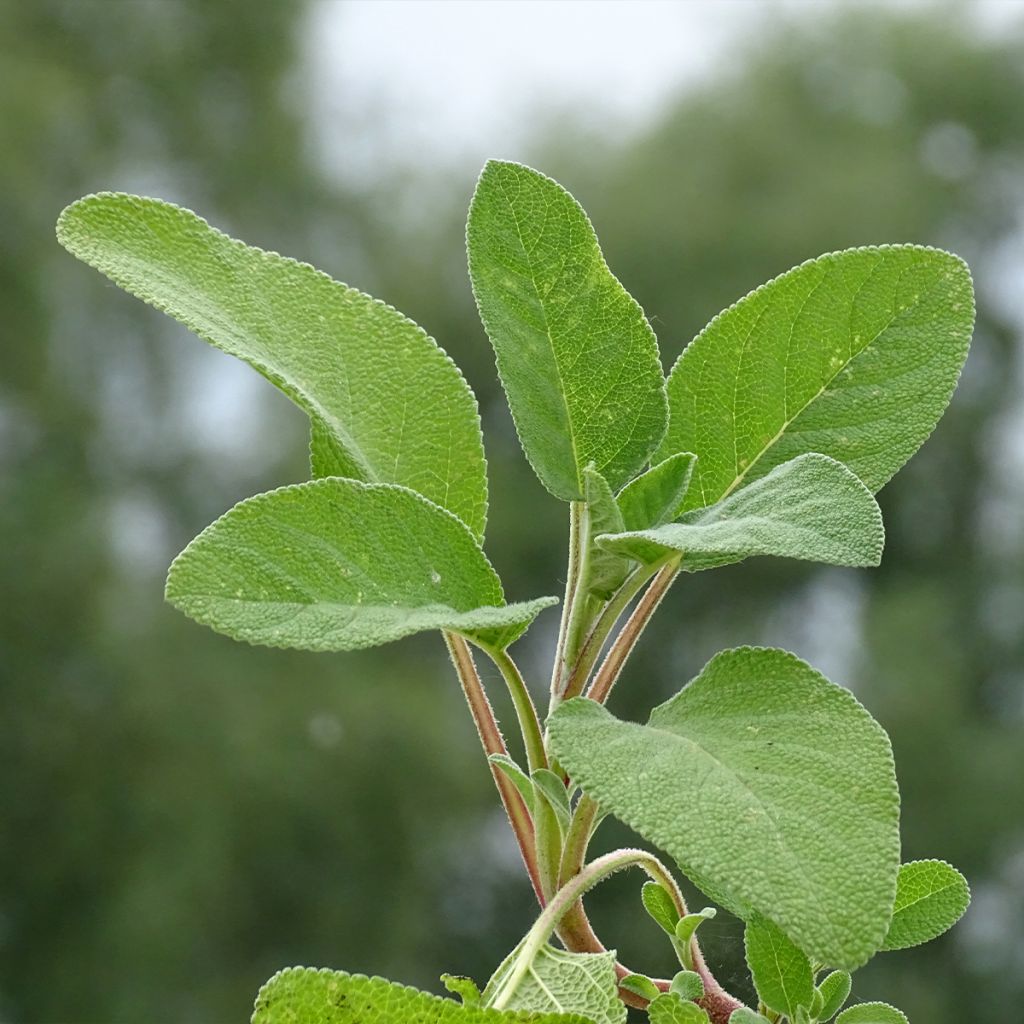 Sauge officinale Berggarten