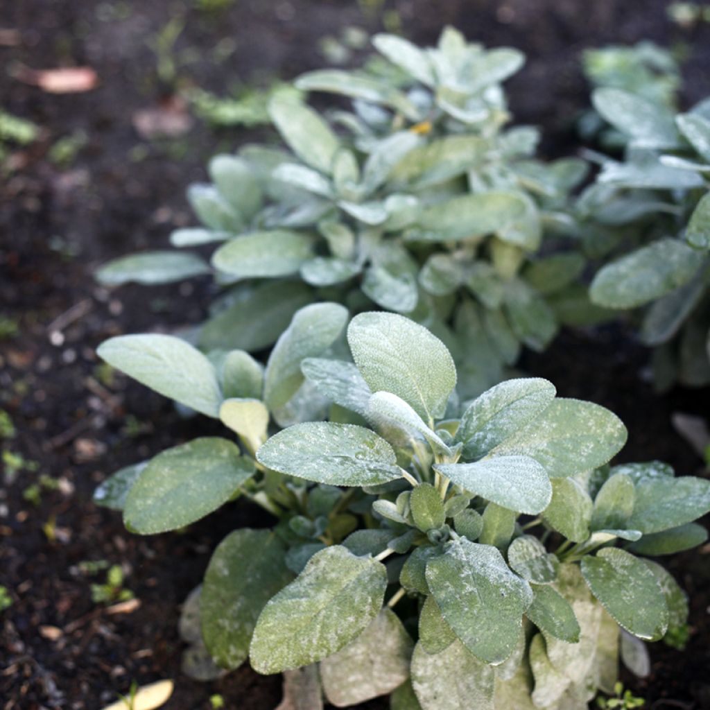 Sauge officinale Berggarten