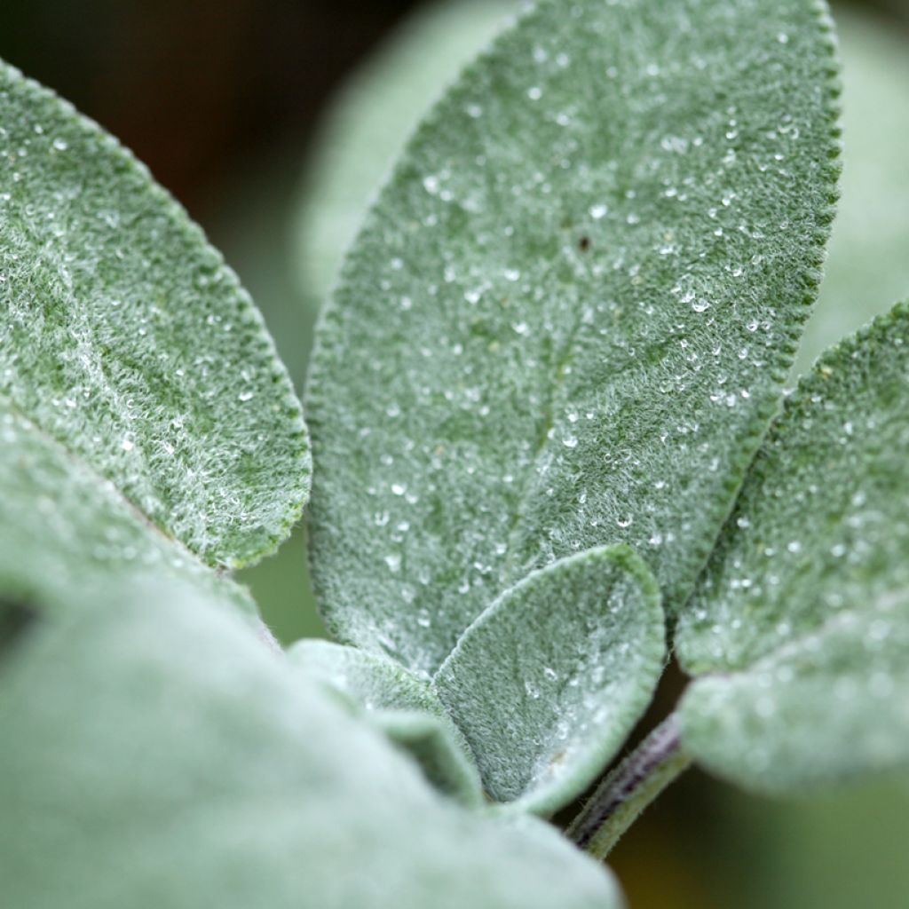 Echter Salbei Berggarten - Salvia officinalis