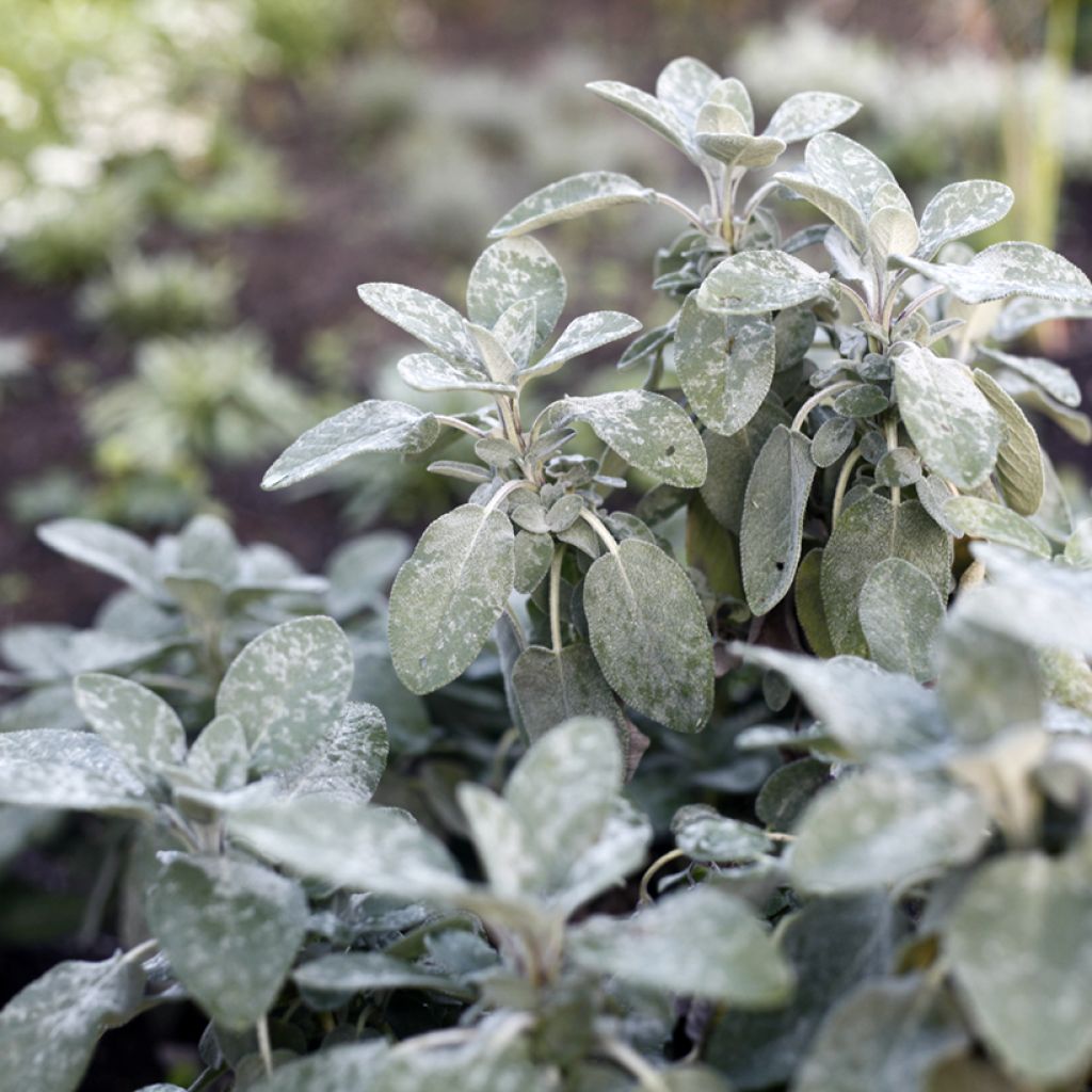 Echter Salbei Berggarten - Salvia officinalis