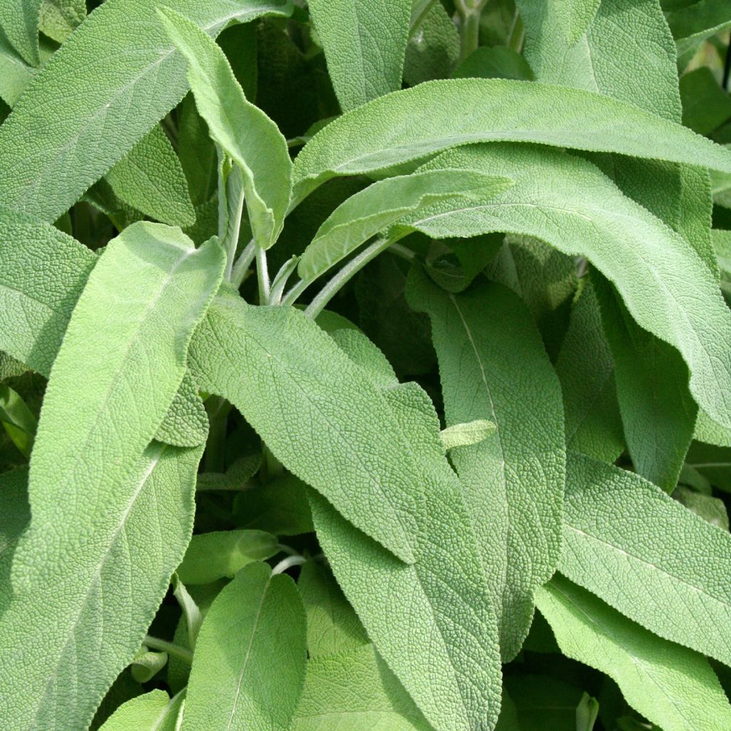 Echter Salbei Elephant Ear - Salvia officinalis