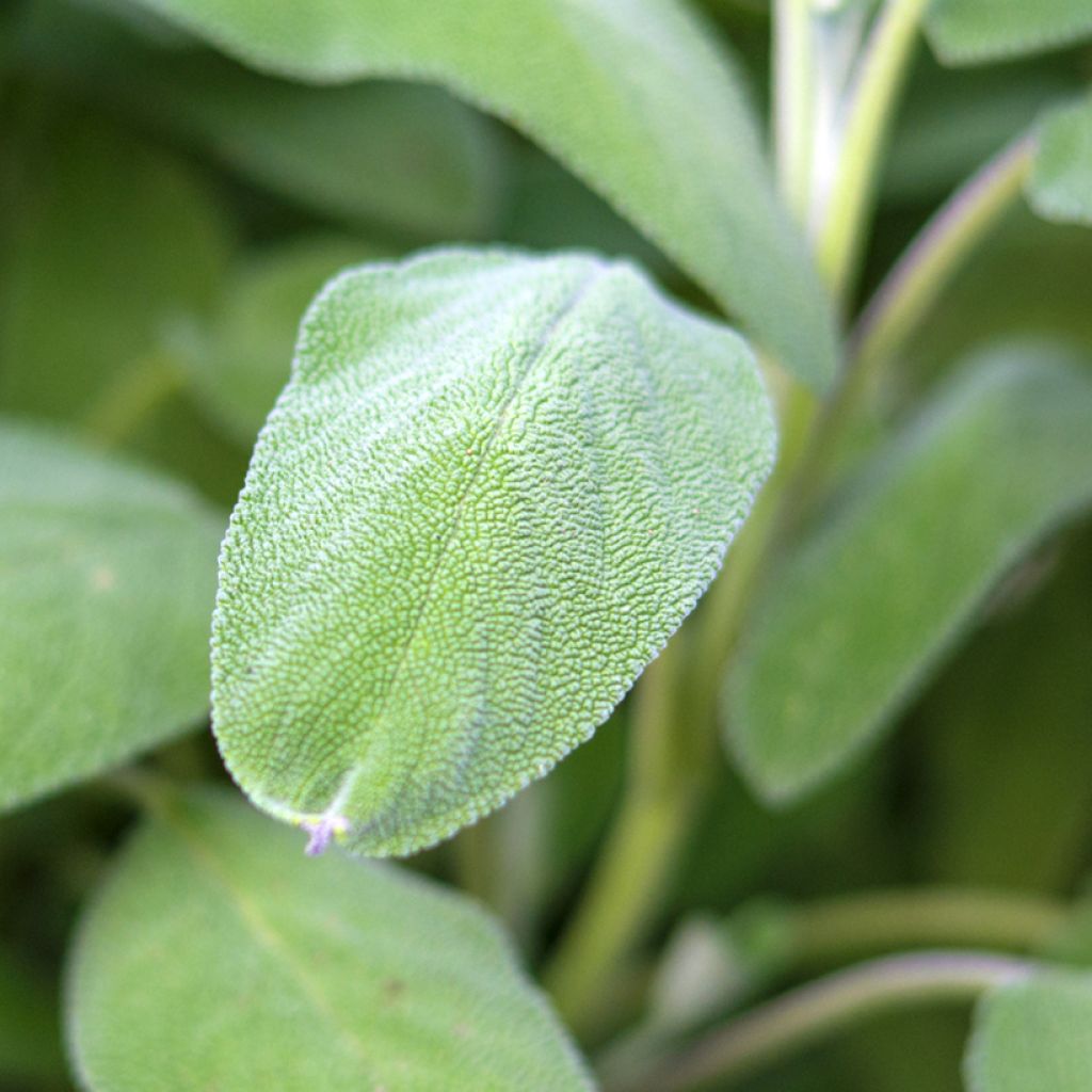 Echter Salbei Grower's Friend - Salvia officinalis