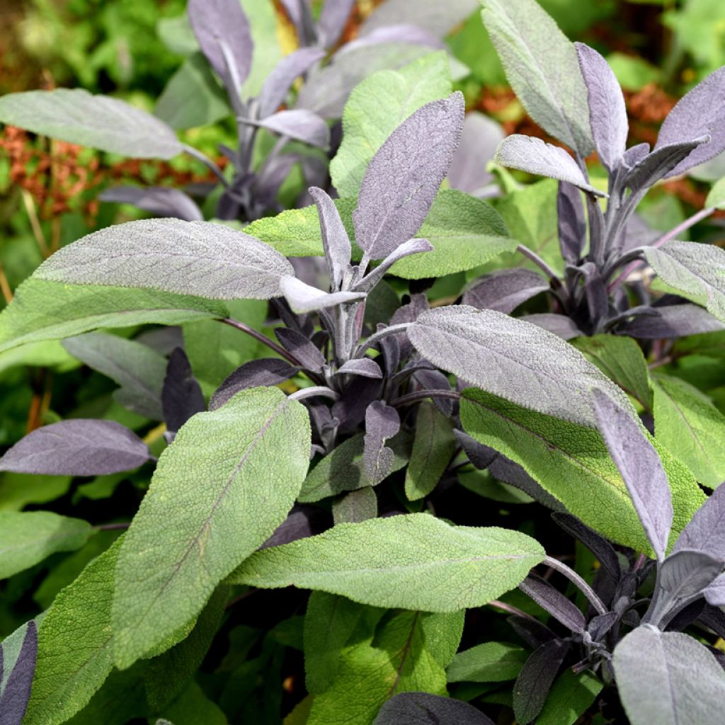 Echter Salbei Purpurascens - Salvia officinalis