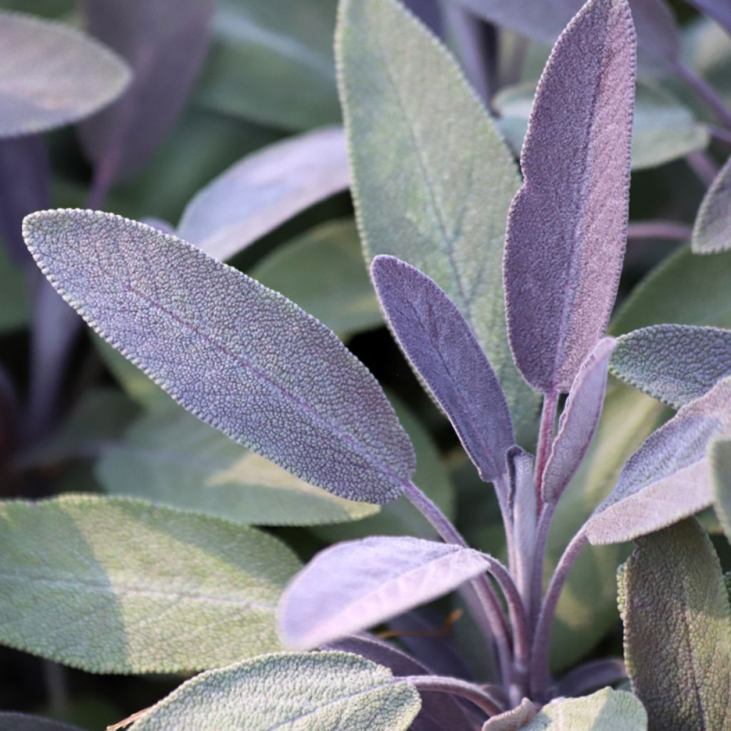 Echter Salbei Purpurascens - Salvia officinalis