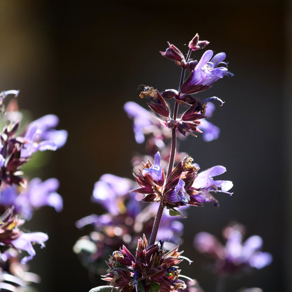 Echter Salbei Purpurascens - Salvia officinalis