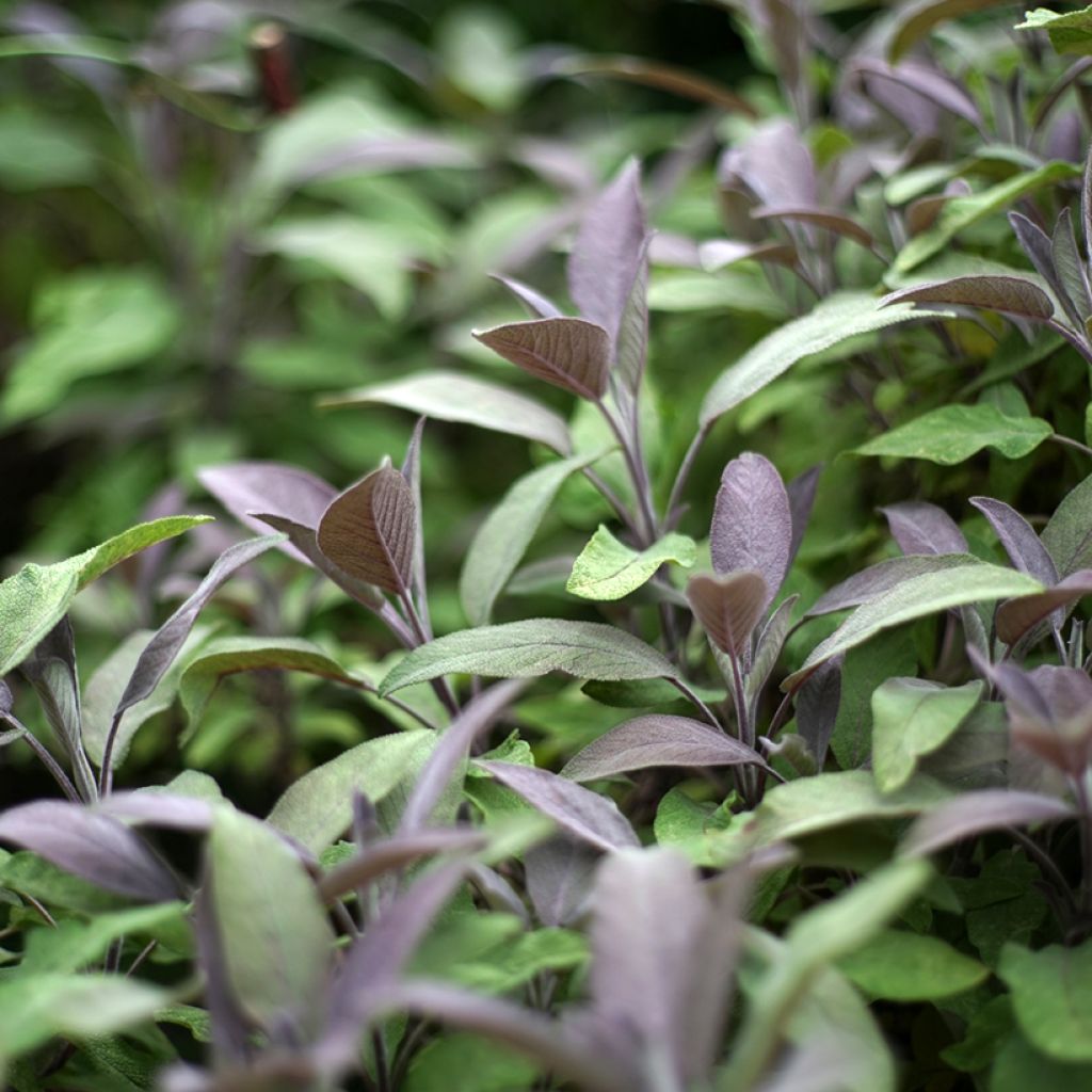 Echter Salbei Purpurascens - Salvia officinalis